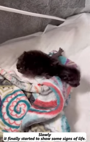 R1111003 Entre lágrimas y esperanza, fue salvado (Parte 2)