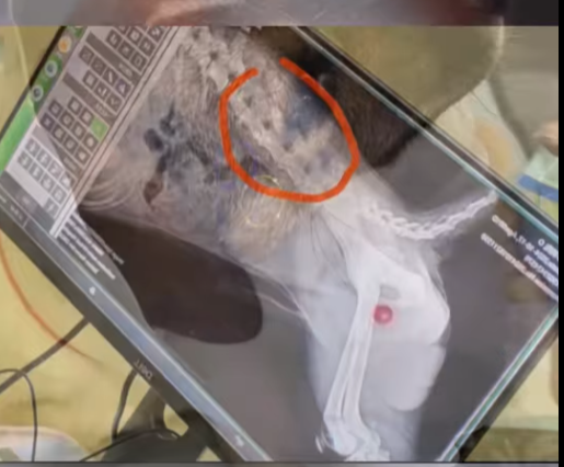 Rescatan un perro que perdió ambas patas luchaba por moverse bajo (Part 2)