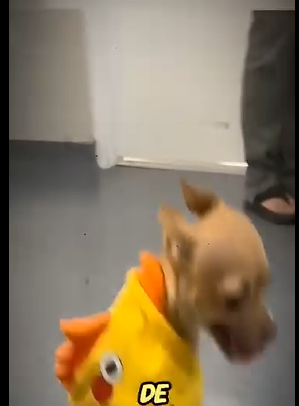 H1111004 cuando te sientas mal mira este (Parte 2)