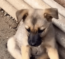 H1111003 Bruno el cachorrito que solo conoció el miedo (Parte 2)