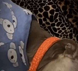 H1111005 Madlock el perro que nunca se rindió (Parte 2)