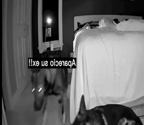 H1111002 los perros guardianes si existen (Parte 2)