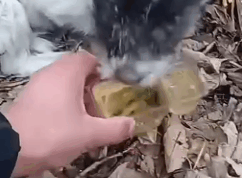 U1011006 Si estuvieras delante de estos perritos, ¿qué harías? (Parte 2)