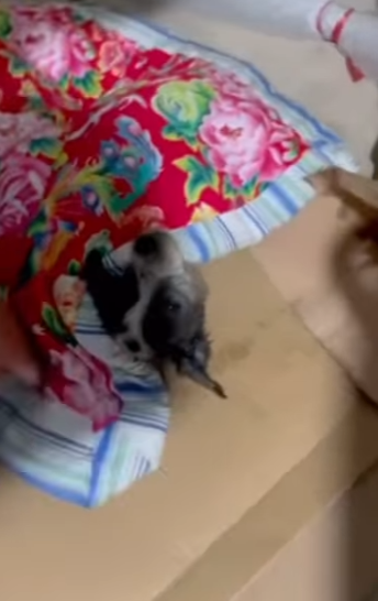 U1011002 ¿Qué piensas cuando ves un perro al final de (Parte 2)