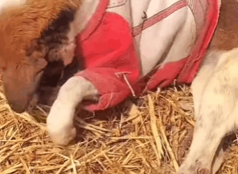 U1011001 Nada es más valioso que un corazón dispuesto a salvar vidas inocentes (Parte 2)