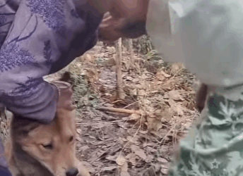 E1011002 Este gatito abandonado encontró calor y seguridad gracias al rescate. (Parte 2)