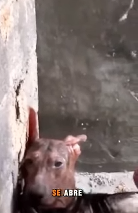 Encadenado en la oscuridad… esperando morir solo (Part 2)