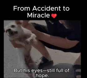 A1111001  Lo dejaron solo, nosotros no (Parte 1)