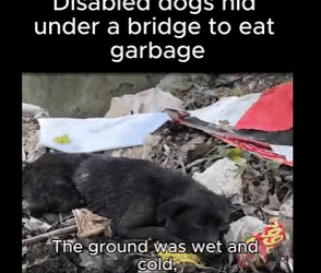 A1111002  Su historia empieza con un rescate. (Parte 1)