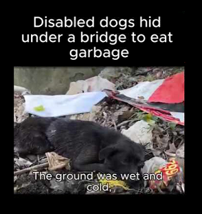 A1111002  Su historia empieza con un rescate. (Parte 1)