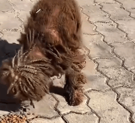 E1011008 Cada gatito salvado nos recuerda que la paciencia y el cariño funcionan