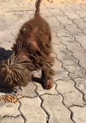 E1011008 Cada gatito salvado nos recuerda que la paciencia y el cariño funcionan