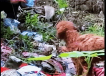 stray dog in garbage heap is covered dirt knotted ha…_part2