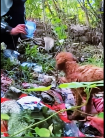 stray dog in garbage heap is covered dirt knotted ha…_part2