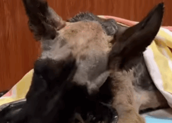 E1111002 🐶 Su mirada lo dice todo. (Parte 2)