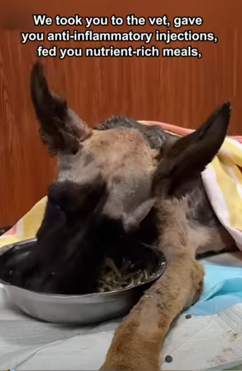 E1111002 🐶 Su mirada lo dice todo. (Parte 2)