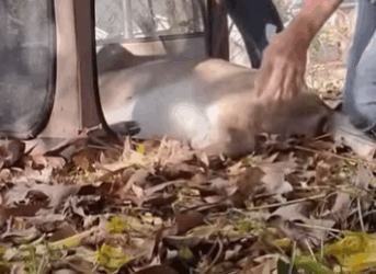 R1211008 Rescate de ciervos