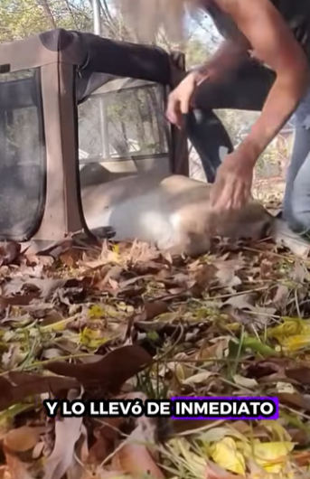 R1211008 Rescate de ciervos