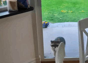 Rescatar mapaches (Part 2)