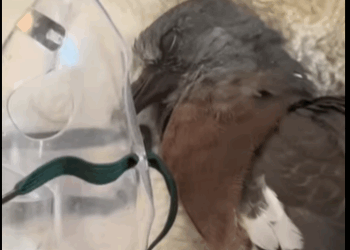 R1211002 Palomas de rescate