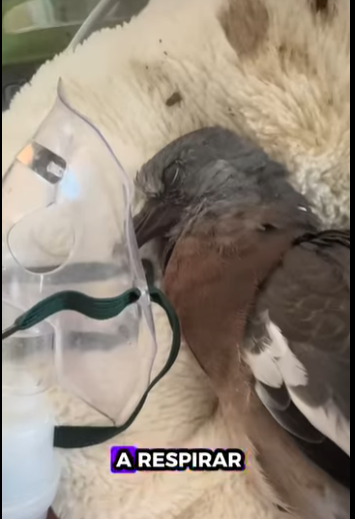 R1211002 Palomas de rescate