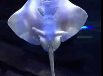 R1211010 Rayas de rescate