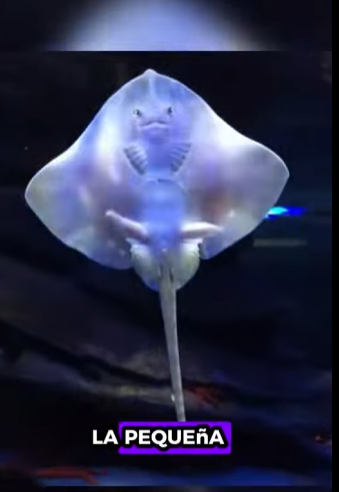 R1211010 Rayas de rescate