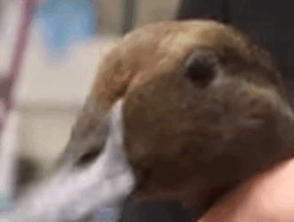 R1211003 Patos rescatado