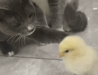 R1211001 Rescatar los polluelos