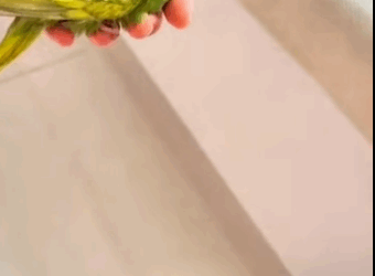 R1211004 Loros de rescate