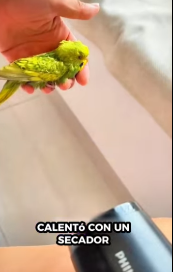 R1211004 Loros de rescate