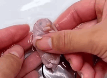 R1211012 Erizo de rescate