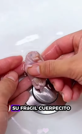 R1211012 Erizo de rescate