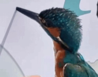 R1211011 Salva al pájaro tonto