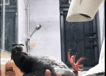 R1211005 Palomas de rescate