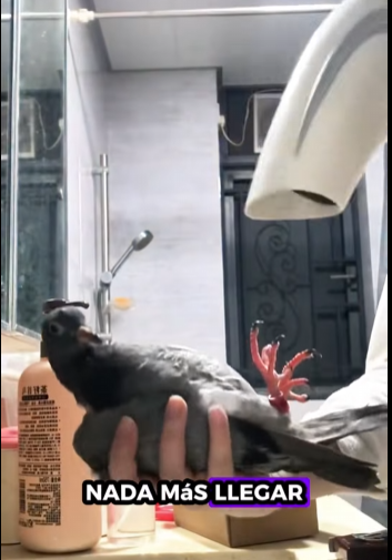 R1211005 Palomas de rescate