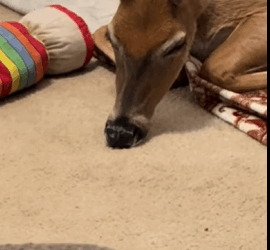 Rescate de ciervos (Part 2)