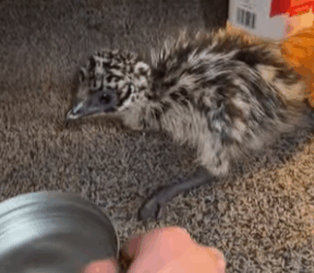 R1211007 Emús rescatados