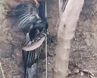 A1211005 Rescatar pavos reales