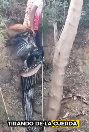 A1211005 Rescatar pavos reales