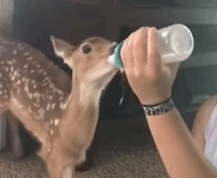 A1211002 Rescata al ciervo