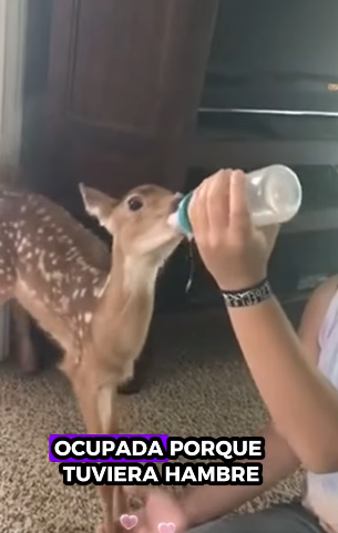 A1211002 Rescata al ciervo