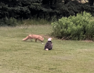 A1211003 Salvando al águila calva