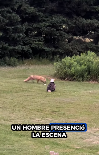 A1211003 Salvando al águila calva