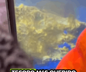 A1211004 Emús rescatados