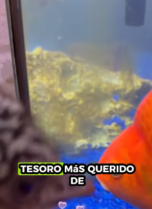 A1211004 Emús rescatados