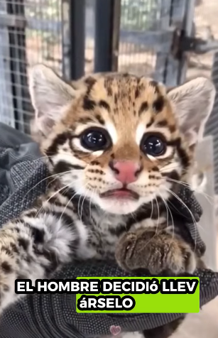 A1211001 Ocelotes de rescate