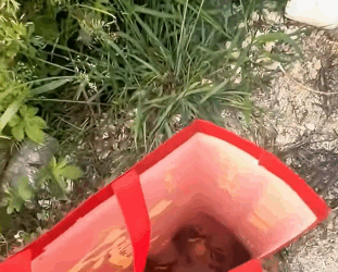 A1211006 Patos rescatados