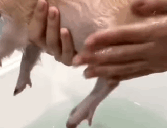 R1211004 Estaba solo bajo la lluvia… ahora tiene un hogar (Parte 2)