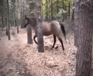 H1211005 este caballo solo quería que lo ayudarán (Parte 2)